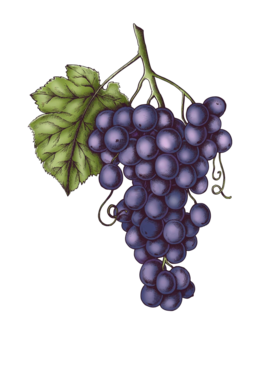 Illustration grappe de raisin